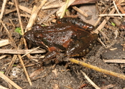 Florida Cricket Frog (<i>a. G. Dorsalis</i>)