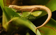 Forest Salamander