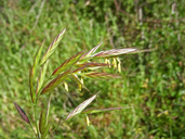 Bromus carinatus var. carinatus