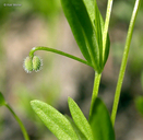 Galium bifolium
