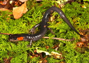 Jordan's Redcheeck Salamander
