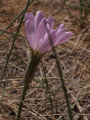 Lygodesmia grandiflora