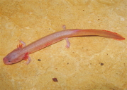 Gyrinophilus palleucus palleucus