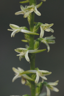 Flat-spurred Rein Orchid