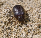 San Joaquin Dune Beetle