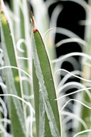 Agave polianthiflora