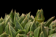 Nananthus aloides