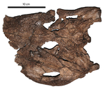 Borealosuchus