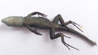Kentropyx calcarata