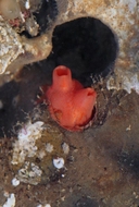 Cnemidocarpa finmarkiensis