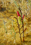 Salicornia rubra