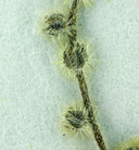 Cryptantha micromeres