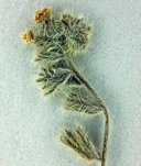 Cryptantha spithamaea