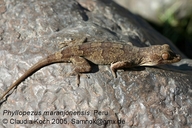 Maranon Gecko