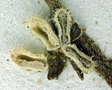 Pectocarya heterocarpa