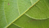 Siparuna guianensis