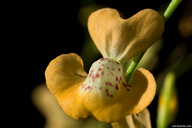 Utricularia fulva