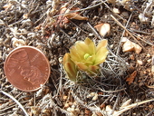 Echinocereus viridiflorus ssp. davisii