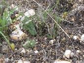 Echinocereus viridiflorus ssp. davisii