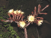 Peniocereus maculatus