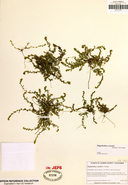 Plagiobothrys cusickii