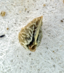 Plagiobothrys diffusus