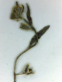 Plagiobothrys lithocaryus