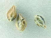 Plagiobothrys lithocaryus