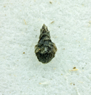 Plagiobothrys parishii