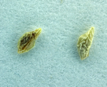 Plagiobothrys salsus