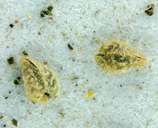 Plagiobothrys scriptus
