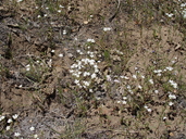 Mountain Red-root Cryptantha