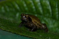 Long-fingered Forest Frog