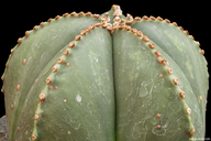 Astrophytum myriostigma var. nudum