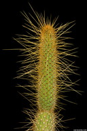 Cleistocactus smaragdiflorus