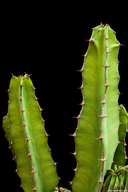 Euphorbia bussei var. kibwezensis