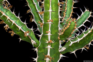 Euphorbia griseola ssp. mashonica