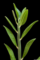 Pedilanthus bracteatus