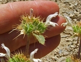 Acanthomintha lanceolata