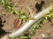 Centromadia pungens ssp. pungens
