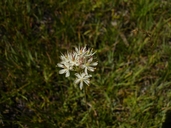 Triantha occidentalis