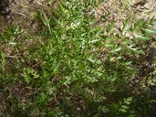 Lomatium hallii