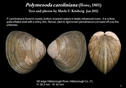 Polymesoda caroliniana