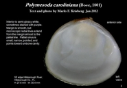 Polymesoda caroliniana