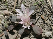 Lewisia kelloggii ssp. hutchisonii