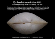 Cyclinella tenuis