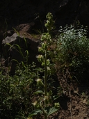 Phacelia heterophylla var. virgata