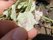 Eriogonum roseum