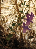 Antirrhinum vexillocalyculatum ssp. vexillocalyculatum
