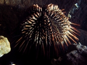 Spatulate Humboldt Urchin